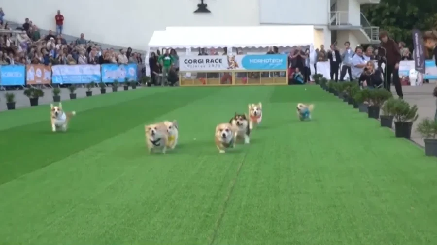 Corgi Contests Take Over Lithuanian Capital
