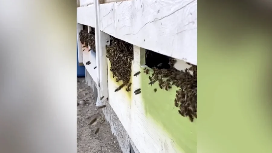 Survival Show Winner Turns to Bees for Unique Healing