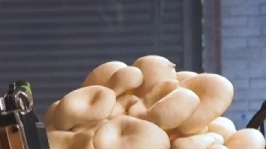 Musical Mushrooms, Fungi, and Plants Play Instruments via Electrical Sensors