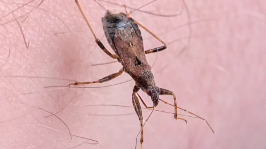 Chagas Disease Spreading in Parts of the US