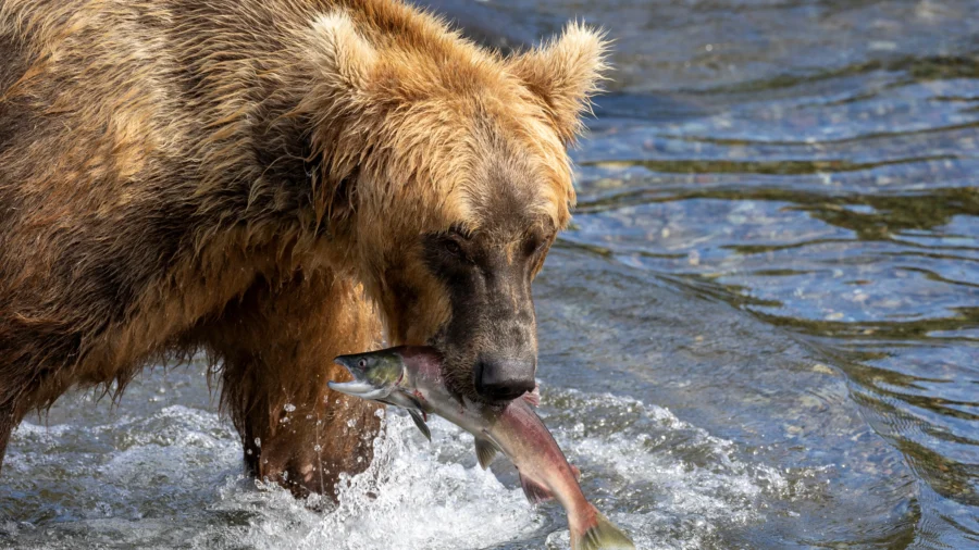 Alaska's Brown Bears Compete for 'Fat Bear Week' Title