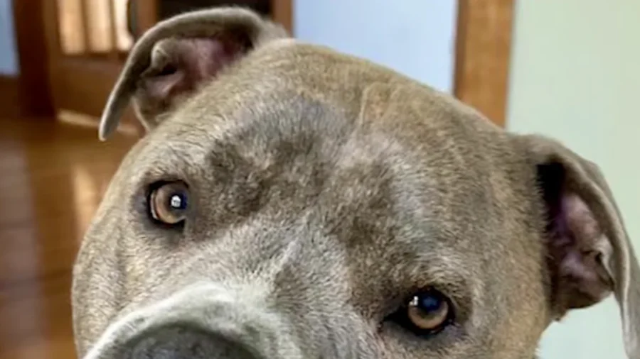 Dog in Burning House Leads Police to His Leash Before Rescue