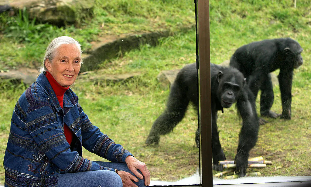 World-renowned primatologist and chimpanzee expert Jane Goodall visits Sydney's Taronga Zoo to observe an extended family of 19 chimpanzees, on July 14, 2006. (Greg Wood/AFP via Getty Images)