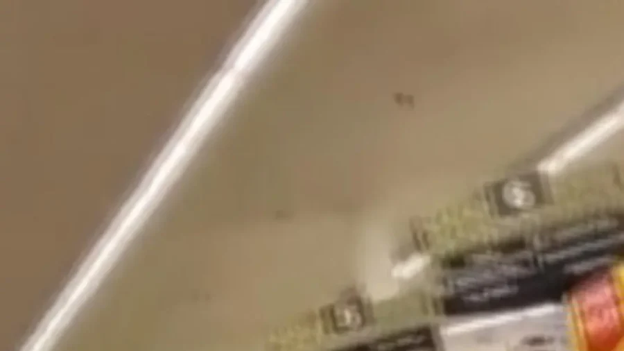 Bear Runs Loose in Arizona Store