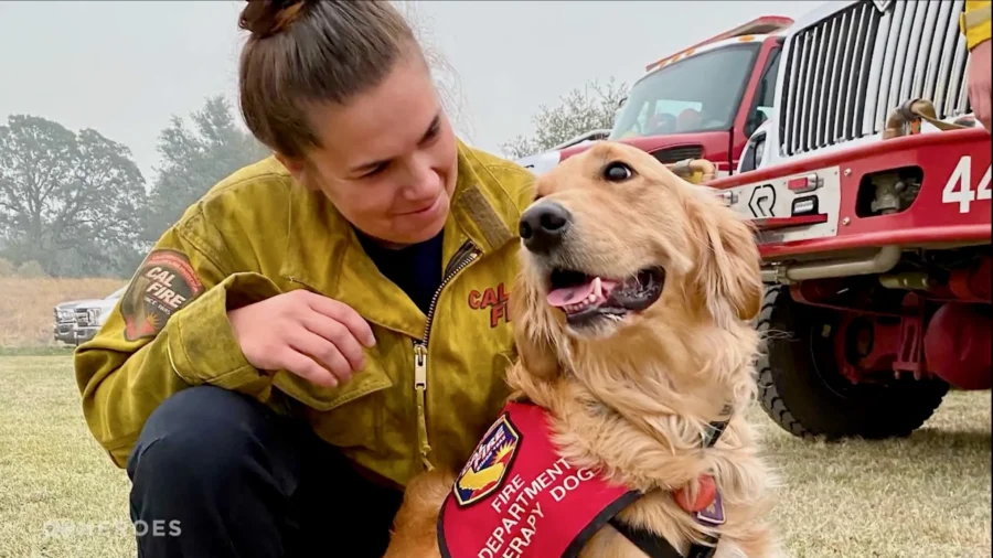 Therapy Dogs Help First Responders With Chronic Stress