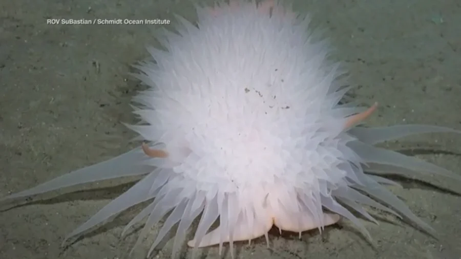 Surreal Scenes From Deep Ocean Feature New Species