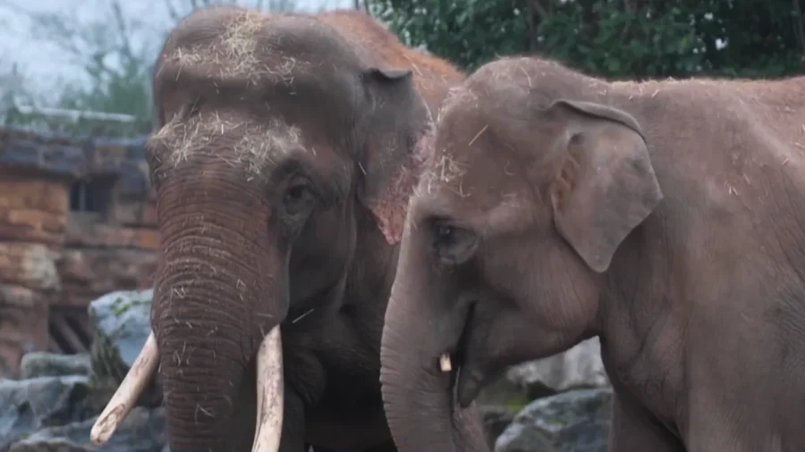 New Vaccine Fights Deadly Elephant Virus
