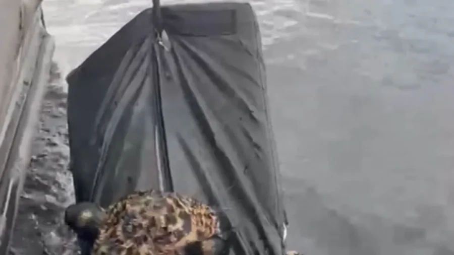 Wounded Jaguar Rescued in Amazonas