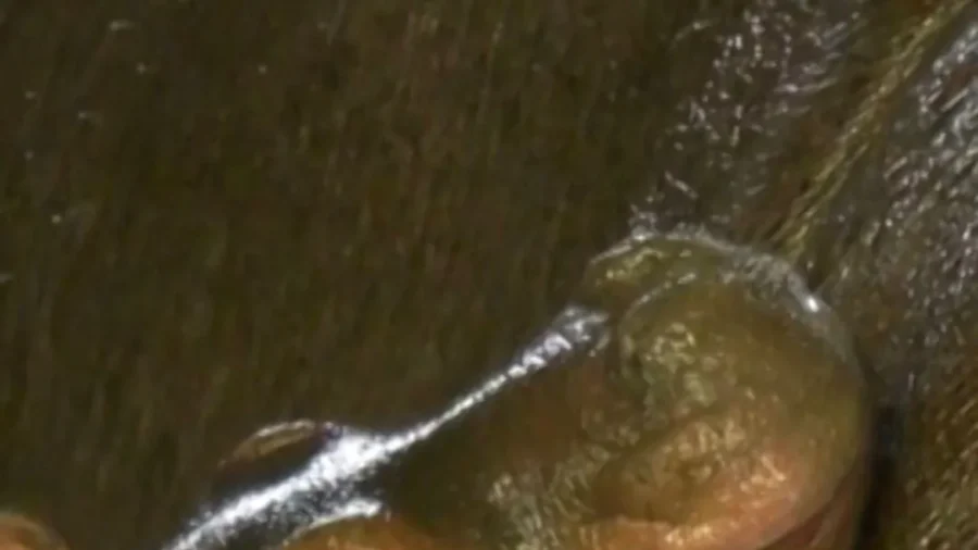 Berlin Zoo Welcomes Baby Hippo to the World