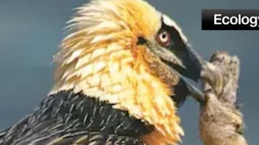 Vulture Nest in Spain Reveals a Centuries-Old Sandal