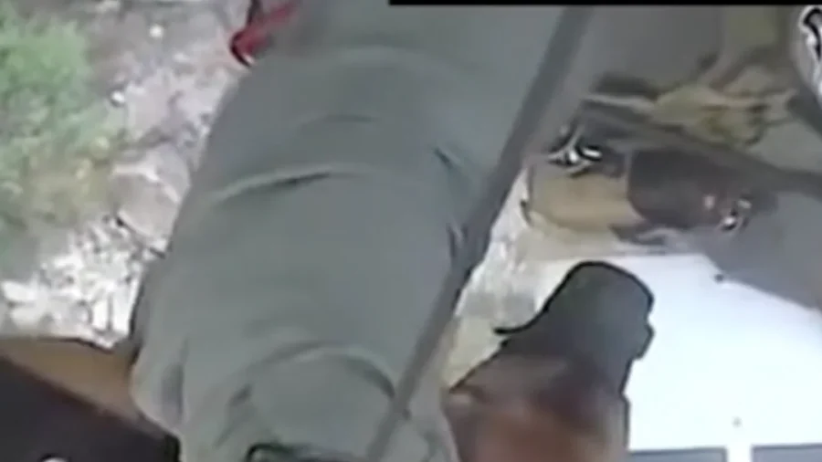 Dog Airlifted to Safety After Fall on Mountain in Arizona