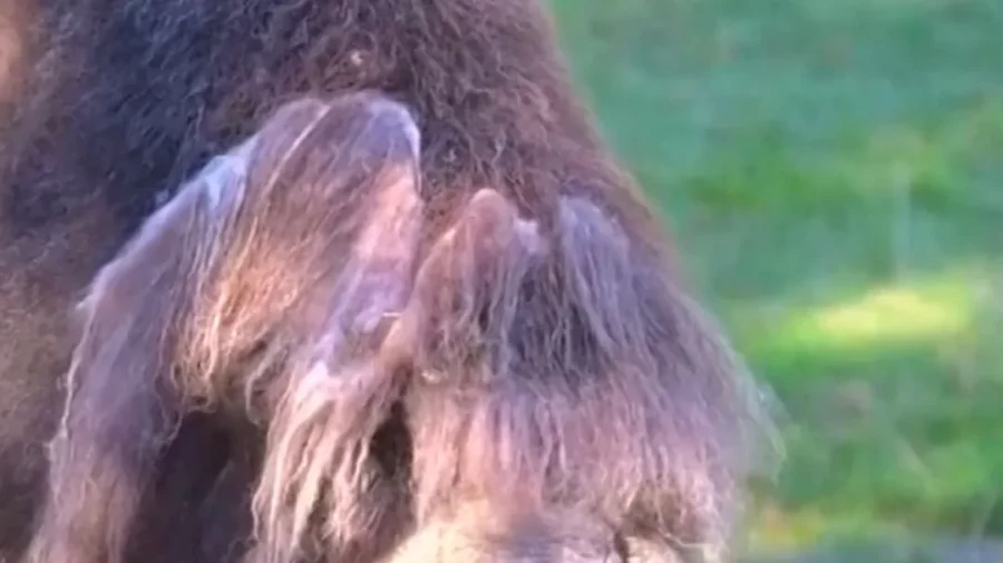 Muskox Dozes 210-Pound Pumpkin, Smashes It Open at Washington Zoo