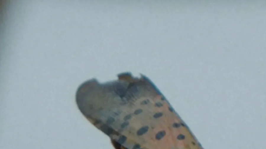 Scientists Say You Should Crush This Bug