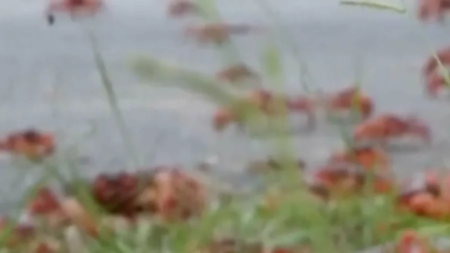 Millions of Red Crabs Migrate Across Christmas Island to the Ocean