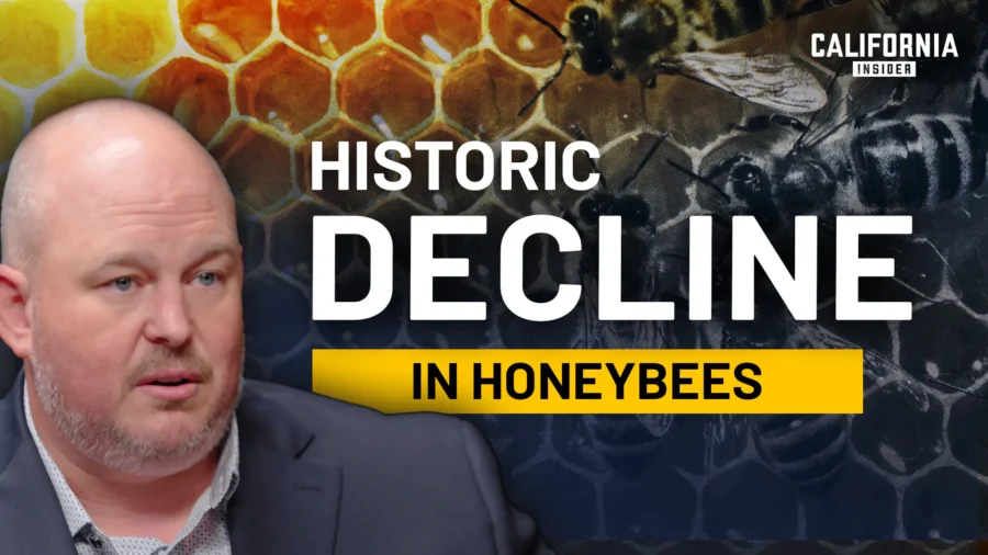 Catastrophic Bee Decline Is Impacting California’s Economy | Ryan Burris