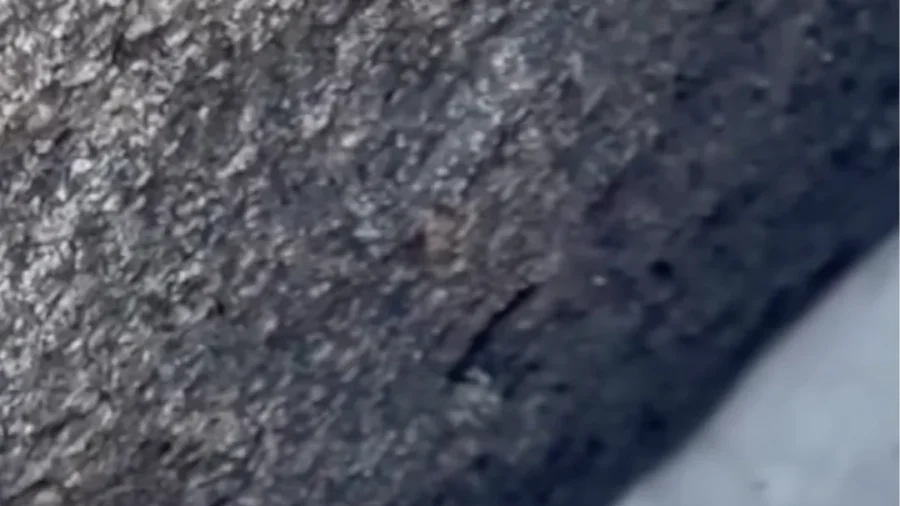 Firefighters Rescue Dog Stuck Between Boulders