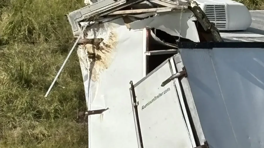 Monkeys Escape From Overturned Truck on Mississippi Highway