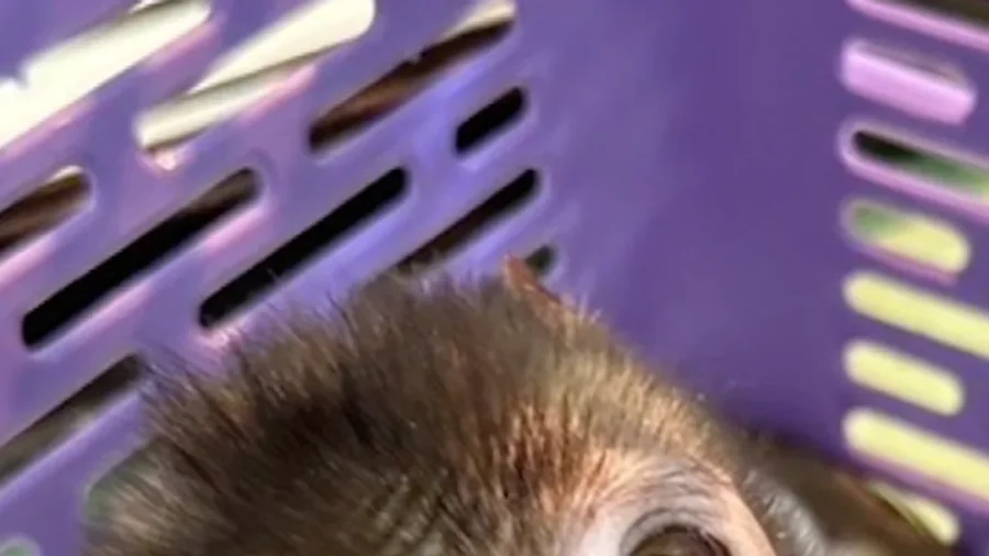 Thailand: 143 Monkeys Rescued From Suspected Wildlife Smugglers