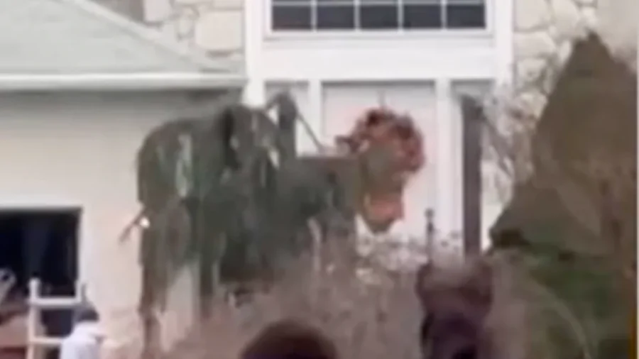 Horse Leads Police on Neighborhood Chase