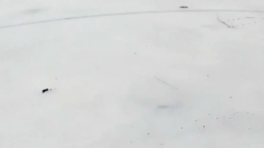 Fishermen Rescue Dozens of Deer Stranded on Icy Siberian Lake