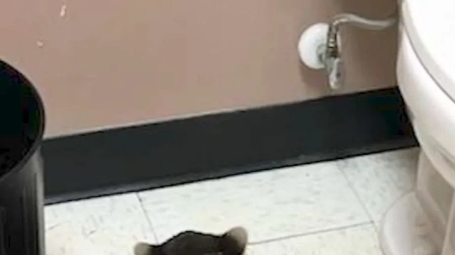 Drunk Raccoon Passes Out After Ransacking Virginia Liquor Store