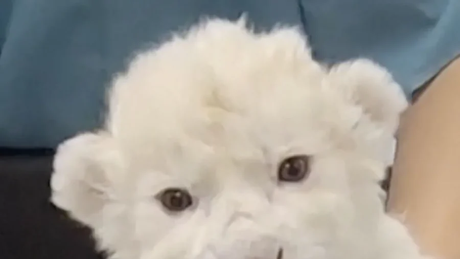 Venezuelan Zoo Presents Newborn White Lion Cubs