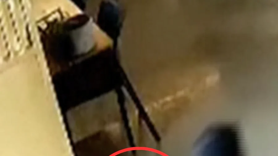 Baby Seal Hops Into New Zealand Bar, Lured out With Pizza Topping
