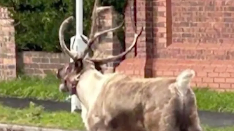 'Buddy' the Runaway Reindeer Leads English Police on Drone Search