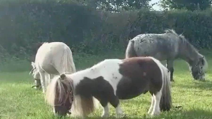 Tiny Horse Earns Guinness World Record