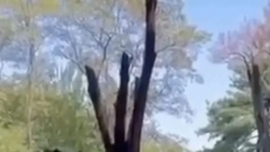 2 Andean Bears Share Fun Moment, Zoo Visitor Captures Interaction