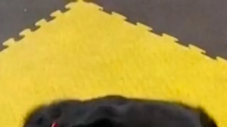 Prosthetic Paws: Ukrainian Dog Lavr Gives War Veterans Strength to Heal