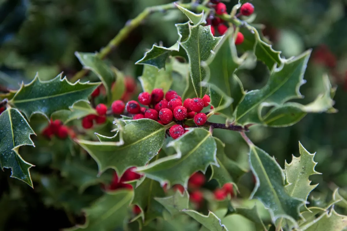 A bundle of holly at Tenbury Wells in Worcestershire, central England, on Dec. 4, 2018. (Oli Scarff/AFP via Getty Images)