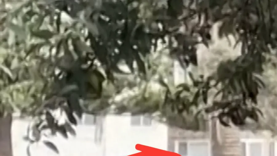 Video: Man Tackles Bondi Beach Shooting Suspect, Wrestles Away His Gun