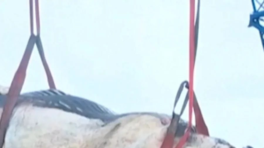 Massive Dead Whale Removed After Washing Up on Spanish Shore
