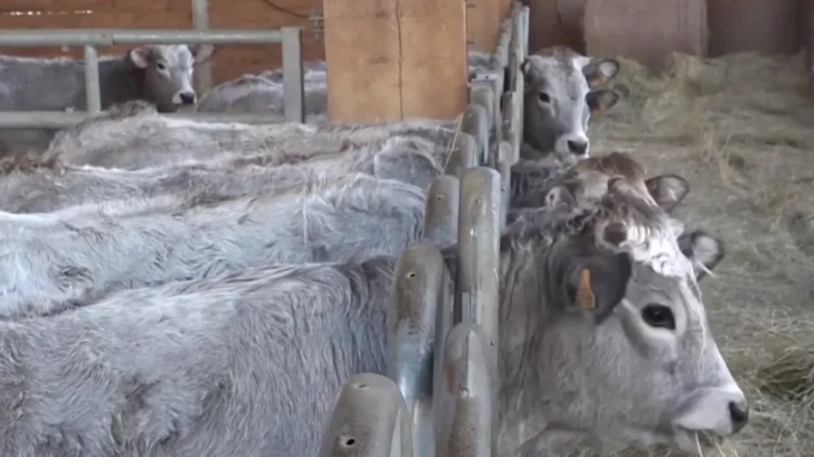 French Farmers Protest Government Order for Entire Herds of Cattle to Be Culled Amid Disease Outbreak