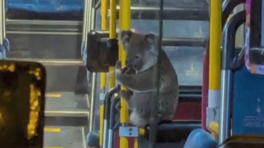 Koala Hitches Ride on Australian Bus Before Release Back Into the Wild