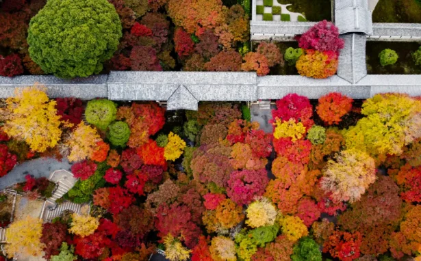 This aerial image shows autumn leaves at their peak as they surround Tsutenkyo Bridge among the grounds of Tofukuji Temple, in the city of Kyoto, Japan, on November 27, 2024. (JIJI Press/AFP via Getty Images)