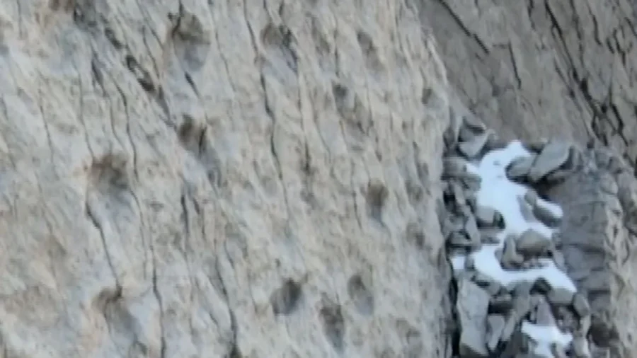 Thousands of Dinosaur Footprints Found in Italy Near Winter Olympics Site