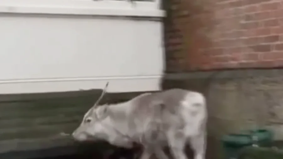British Baby Reindeer to Fill in for Santa Claus