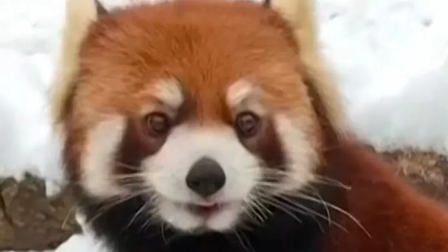 Santa Delivers Christmas Gifts to the Animals at Cincinnati Zoo