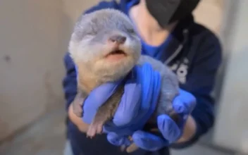 Washington Zoo Welcomes Adorable Otter Pup