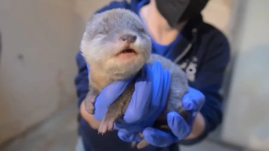 Washington Zoo Welcomes Adorable Otter Pup