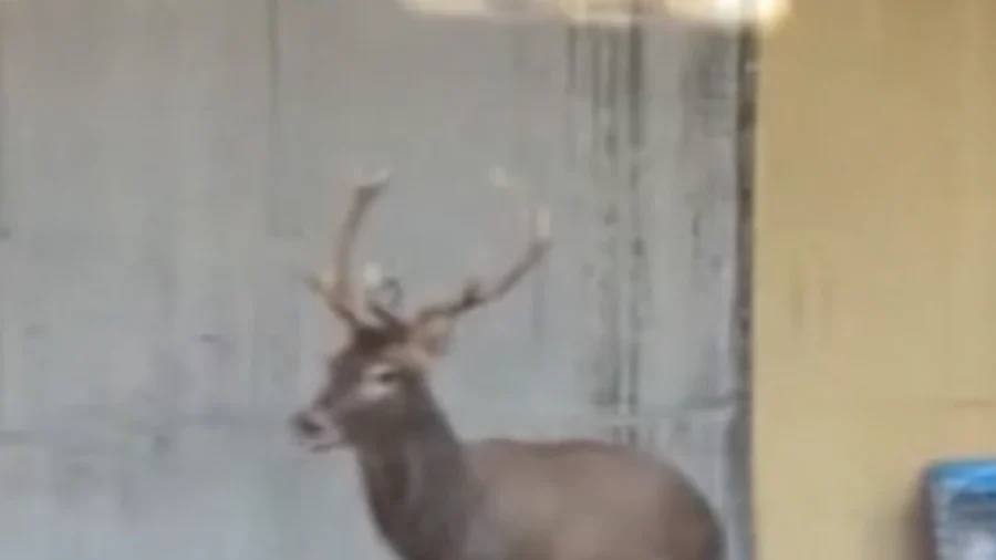 Footage Shows a Deer Running Along Train Tracks in Italy