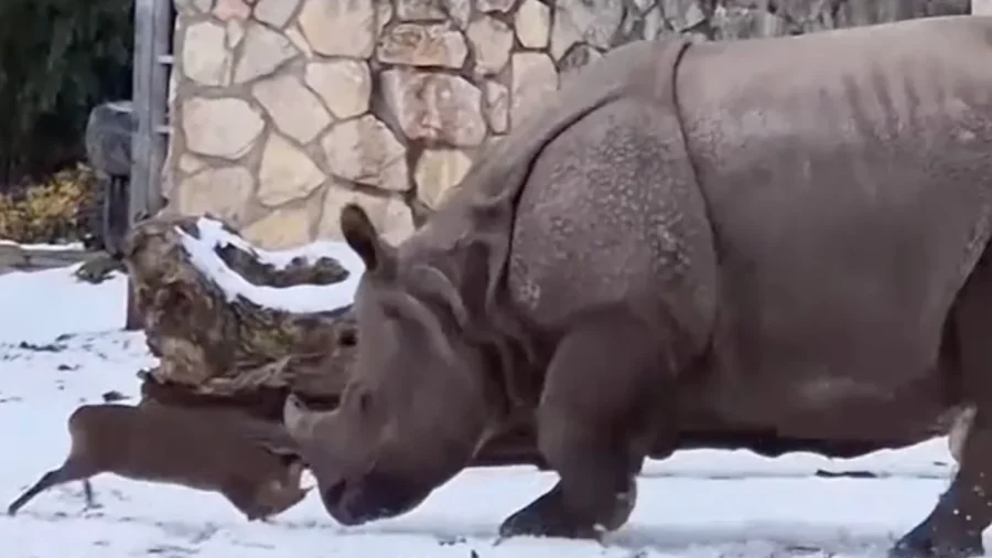 Tiny Muntjac Deer Scares Off Colossal Indian Rhino in Wroclaw Zoo