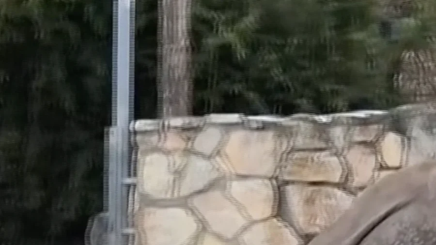 Tiny Deer Drives Off Rhino in Snowy Polish Zoo