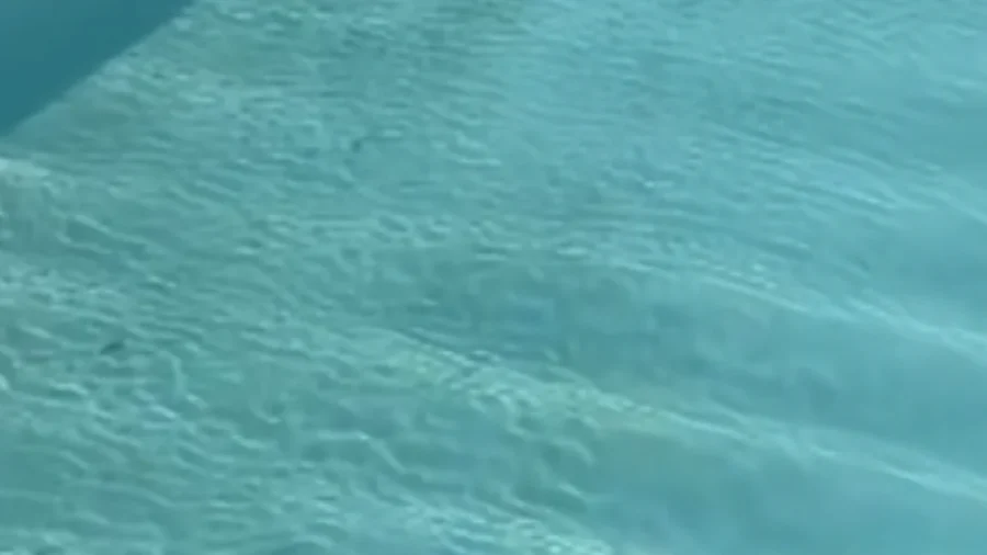 Kangaroo Beats the Heat in Australian Pool