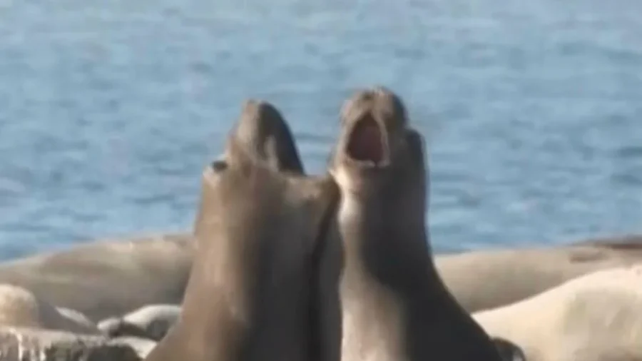 Elephant Seals, Nature’s Heavyweights, Haul out Along the California Coastline