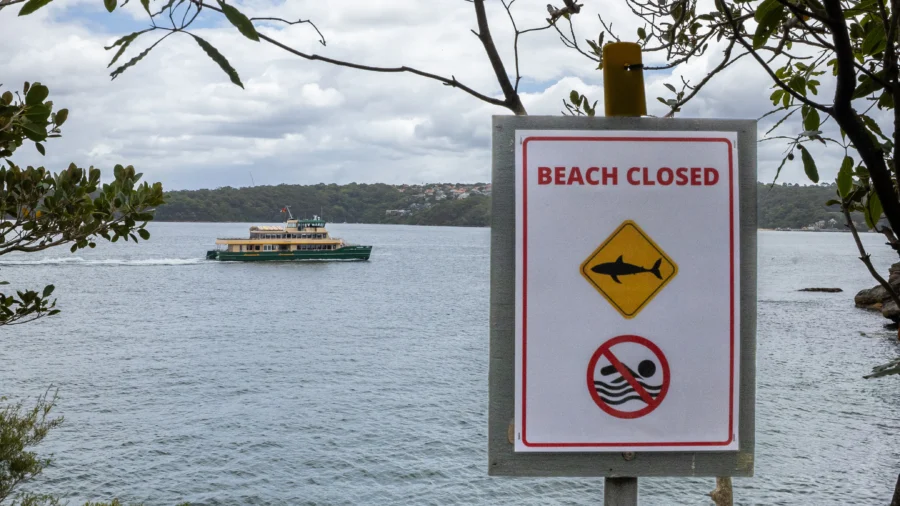 Man and Boy Critical After 3 Shark Attacks Off Sydney in Just Over 24 Hours