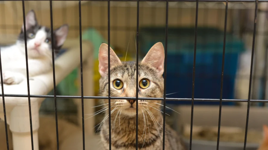 Woman Charged After 120 Cats Rescued From Filthy Long Island Home