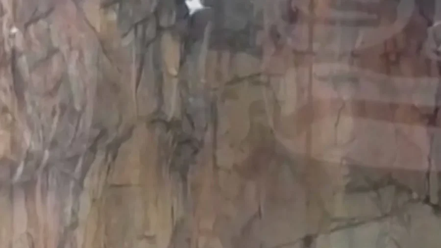 Snow Transforms Zoo Into Bear Playground